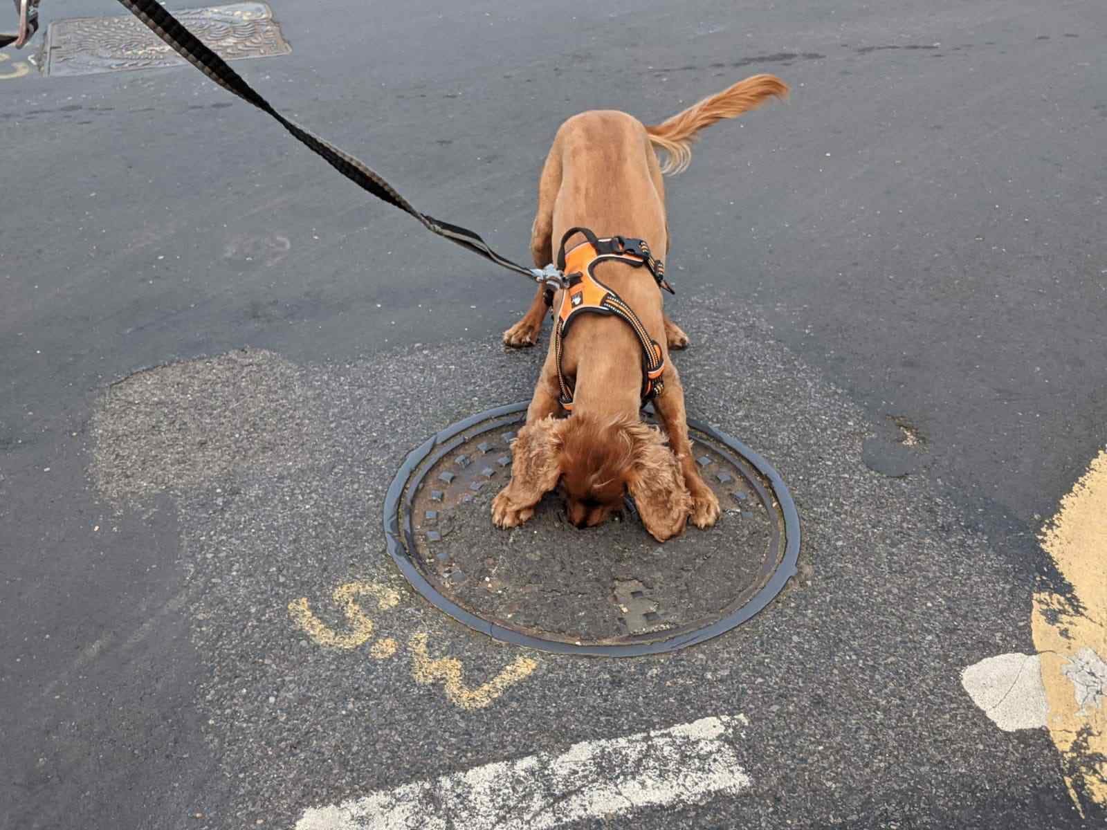 Detection dog inspecting drain cover