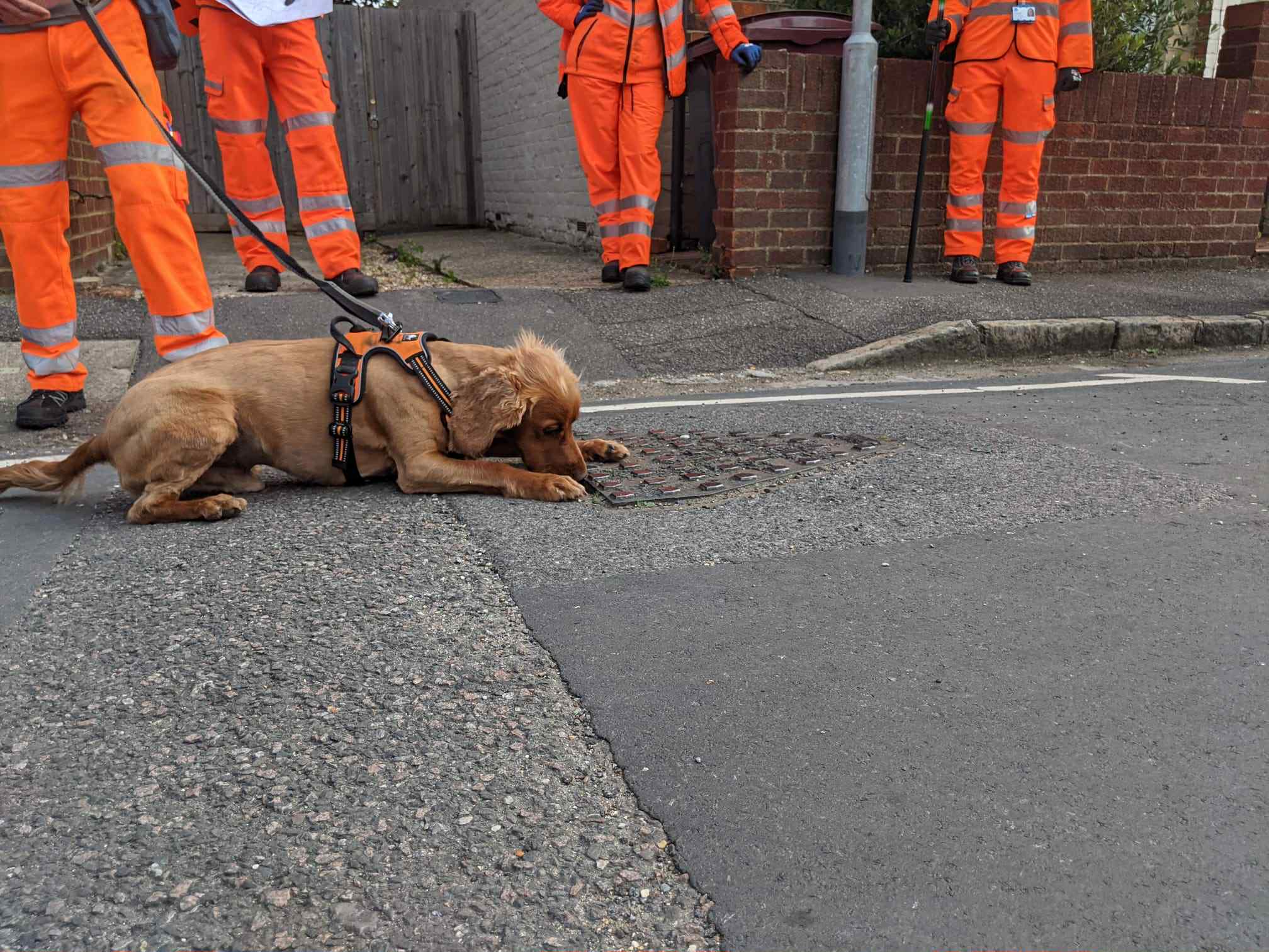 Detection dog inspecting drain with team